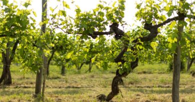 CONSORZIO VINI VENEZIA: IL RABOSO PROTAGONISTA A ROSSO AUTOCTONO